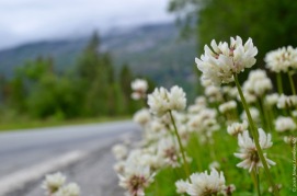 Trifolium repens invading the roadside