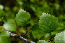 Betula pubescens czerepanovii