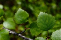Betula pubescens czerepanovii