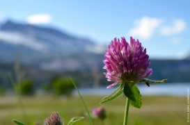 Western European species like the red clover (Trifolium pratense) here are often listed as non-native species in mountain regions. 