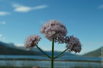 Valeriana sambucifolia at the fjord