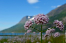 Valeriana sambucifolia at the fjord