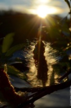 Salix seeds against midnight sun in Abisko