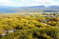 This green is greener than the greenest green: moss on top of mount Nuolja