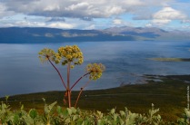 Angelica archangelica, often the biggest plant of the Arctic