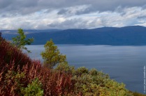 The colours of the north: red fireweed and yellow mountain birches, with lake Torneträsk on the background
