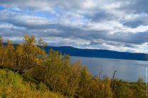 Yellow leaves of mountain birch, with lake Torneträsk in the background.