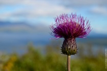 Cirsium helenioides, the melancholy thistle