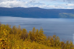 The prettiest yellow and blue: autumn in Abisko