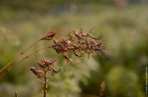 Poa alpina, the alpine meadow-grass, with its viviparous seeds
