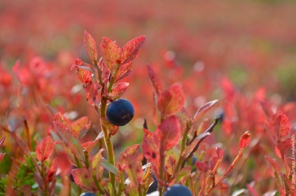 Blueberry (Vaccinium myrtillus) in autumn