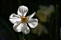 Narcissus poetics
