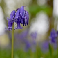 Unexpected bluebells