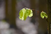 Young beech leaves, as soon as they are fully grown, spring in the understory is over