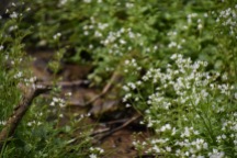 Another one from the wet plots: large bitter-cress (Cardamine amara)