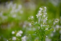Another one from the wet plots: large bitter-cress (Cardamine amara)