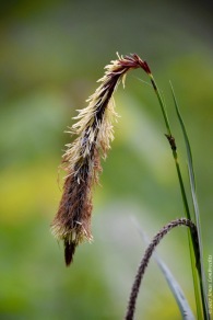 Weirdly beautiful, the inflorescence of pendulous sedge (Carex pendula), typical for the wettest spots in the forest