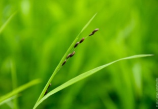 Mountain melick (Melica nutans), a grass in the most amazing green