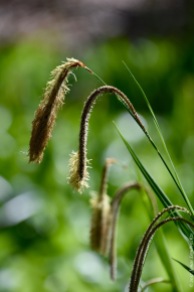 Weirdly beautiful, the inflorescence of pendulous sedge (Carex pendula), typical for the wettest spots in the forest