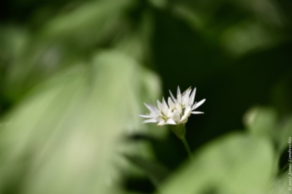 Wild garlic (Allium ursinum)
