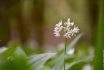 Wild garlic (Allium ursinum) in the Hallerbos flowers a bit later than the bluebells, yet this one was already in full bloom