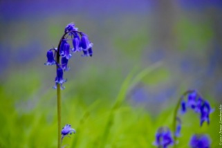 Bluebells (Hyacinthoides non-scripta) in a rare patch of mountain melick (Melica nutans), a grass in the most amazing green