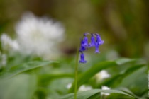 Single bluebell flower surviving on a wetter spot, as indicated by the field of wild garlic (Allium ursinum)