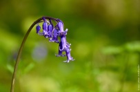 The common bluebell (Hyacinthoides non-scripta), the signature flower of the Hallerbos