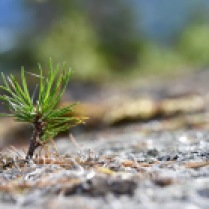Pinus sylvestris, Narvik, Norway