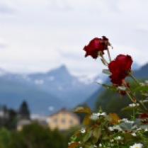 Mountain rose in garden in Narvik, Norway