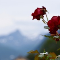 Mountain rose in garden in Narvik, Norway