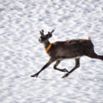 Reindeer on the snow, Abisko, Lapland