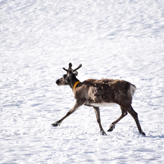Reindeer on the snow, Abisko, Lapland