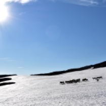Reindeer herd on snow patch, Abisko, Lapland