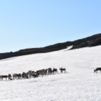 Reindeer herd on snow patch, Abisko, Lapland