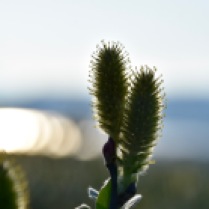 Salix lapponum in the evening sun