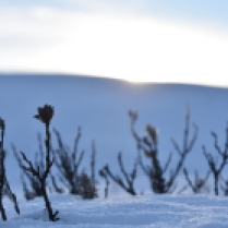 Salix in the snow, Dovre, Norway