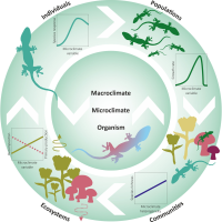 Microclimate, an important part of ecology and biogeography
